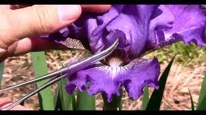 It describes how the pollen grains get to the female parts of a plant. How To Pollinate An Iris It S Easy And Fun To Grow Irises From Seeds Youtube