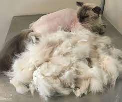 Mats are solid clumps of tangled hair which are extremely painful to cats. How To Remove Cat Matts Cat Naps Cattery