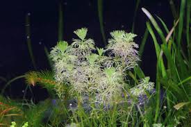 アンブリア キクモ ふわっとした丸い繊細な葉が美しい水草 水草動画ブログ
