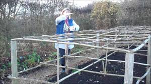 Care for dahlias in pots, once youve filled the container with potting mix, is not too hard. How To Plant Grow Care For Dahlias Sarah Raven