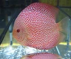 七彩神仙魚疾病及用藥原則 寵物百科 discus fish beautiful fish fish