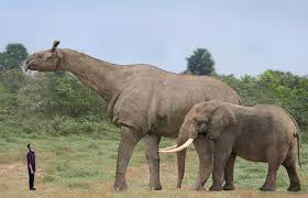 Pin En Endangered Or Extinct