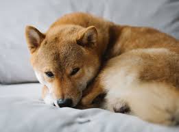 The current coinmarketcap ranking is #9, with a live market cap of . Public Lists Shiba Inu Coin As It Broadens Crypto Offerings Bankless Times