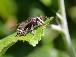 Get quotes & book instantly. What Is A Bald Faced Or White Faced Hornet Accurate Pest Control Ny