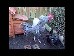 The length is based upon your chicken. No Crow Collar On Cockerel Youtube
