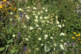Scabiosa Ochroleuca Moon Dance Moon Dance Tree Identification Planting Flowers