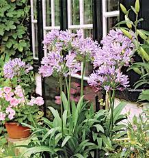 What flowers grow well in florida. Top Florida Plants Better Homes Gardens