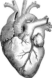 Surgical saw designed for bone. Clipart Anatomical Heart Anatomy Art Heart Illustration Heart Drawing