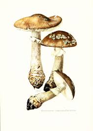 1962 Amanite Epaisse Planche Originale Identification Etsy Antique Botanical Print Mushroom Art Stuffed Mushrooms