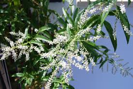 Image result for Aloysia citrodora
