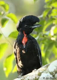 Birds That Start With Letter I A List Of Animals That Start With U This Large Collection Of Animals Starting With U Contains The Meaning And An World Birds Wild Birds Unlimited Pretty Birds