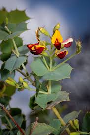 Image result for Eriosema montanum