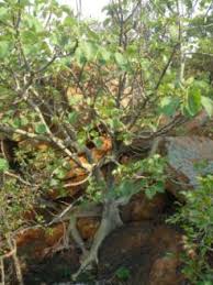 Image result for Ficus abutilifolia