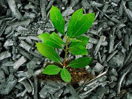 So how does this knowledge help us in the garden? How To Use Biochar In The Garden Improve Your Garden Soil