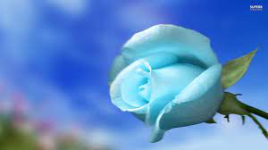 Sky Blue Rose Wallpaper Rose Flower Wallpaper Blue Roses Wallpaper White Flower Wallpaper