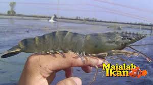 Keunggulan Budidaya Udang Vaname Di 2020 Ikan Ikan Air Tawar Udang
