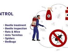 For all your pest control needs in cape town, reach out to our professional fumigators on 021 300 1905. Pest Control In Kleinmond Xplorio Kleinmond