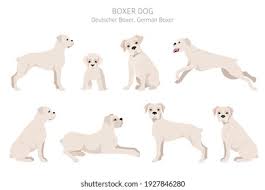 Fawn Color Boxer Images Stock Photos Vectors Shutterstock