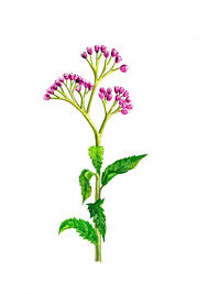 Image result for Vernonia nepetifolia