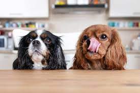 Aug 17, 2020 · the types of dairy products you should watch out for on our list of foods dogs can't eat include milk, large amounts of cheese, ice cream, and butter. Can Dogs Eat Beans Myrecipes