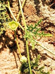 Image result for Acanthosicyos naudinianus