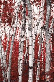 Black And White Birch Tree Wall Art Birch Tree Wall Art Bold Red White Black Forest Fine Art Photography Print Canvas 8x10 11x14 16 Fine Art Photography Print Tree Wall Art Fine Art Photography