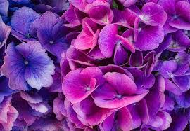 Get our purple flower new tab and replace start tab with custom hd wallpapers features: Purple Flower Hd Wallpapers Backgrounds