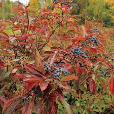 Brandywine Viburnum Viburnum Shrubs Fall Plants