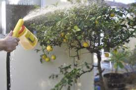 They will happily infest your lovingly tended fruit trees and leave you with fruit that has had the life and juice there are commercial chemicals that will kill stink bugs on citrus trees. Pin On Home Grown