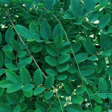 Image result for Dalbergia fischeri