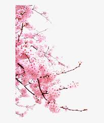 Search and download 33000+ free hd bunga png png images with transparent background online from in the large bunga png png gallery, all of the files can be used for commercial purpose. Bunga Png Japanese Cherry Blossom Png 658x991 Png Download Pngkit