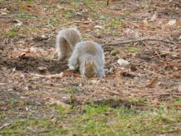 Image result for squirrel poop