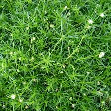 Image result for Sagina