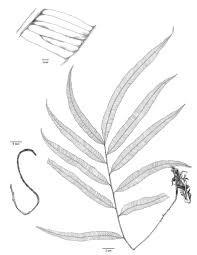 Image result for Lomariopsis warneckei