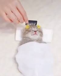 This Made My Day Video In 2020 Cute Baby Dogs Baby Animals Funny Cute Baby Cats