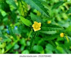 Image result for Sida ovata