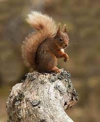 Red Squirrel Posing On Tree Cute Squirrel Red Squirrel Squirrel