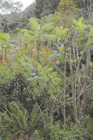 Image result for Bocconia arborea