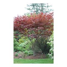 Learn all about eastern redbud trees, including planting and care information. Cercis Canadensis Forest Pansy Forest Pansy Eastern Redbud Broken Arrow Nursery
