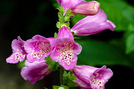 Meet Five Of The Uk S Most Poisonous Plants Iflscience