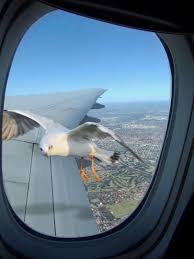 Fly Along By Mark Grant 500px Airplane Photography Photo Aviation Humor
