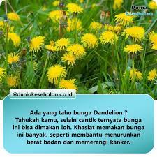 Dandelion Yang Punya Nama Ilmiah Taraxacum Spp Ini Adalah Tanaman Yang Biasa Ditemukan Di Dataran Tinggi Atau Pegunungan Tanaman Ini Kesehatan Tahu Dandelion