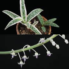 Ledebouria socialis growing herbaceous geophyte succulent of the genus ledebouria also known as silver squill, ledebouria socialis perennial evergreen used as ornamental drought tolerant plant. Ledebouria Socialis Variegata