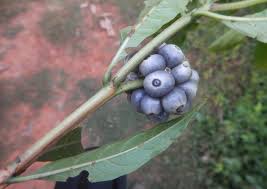 Image result for Morinda angolensis