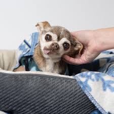 Please click ok below and a new tab will open where you can sponsor a pet's care. In Familiar Arms Sacramento Spca