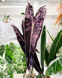 Image result for Kotschya longiloba