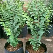 5.daun bidara atau daun bidara cina bidara acap dipertukarkan identitasnya dengan bidara cina (ziziphus zizyphus; Paket 5 Pcs Bibit Bidara Arab Sidr Asli Daun Bidara Arab Pohon Bidara Tanaman Bidara Herbal Shopee Indonesia
