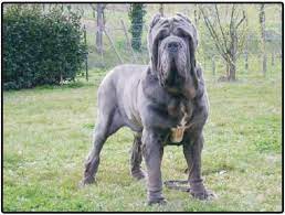 Check spelling or type a new query. Neapolitan Mastiff Puppies And Dogs For Sale Jelena Dogshows