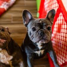 This is austin (ts36428501), dam: The Best Parrots In The World French Bulldog Puppies Florida Craigslist
