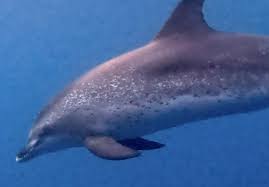 Image result for Faroa affinis